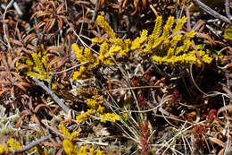 Image of Veronica tetragona Hook.