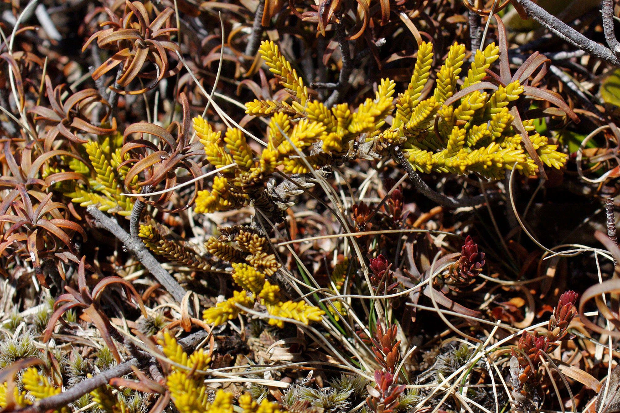 Image of Veronica tetragona Hook.