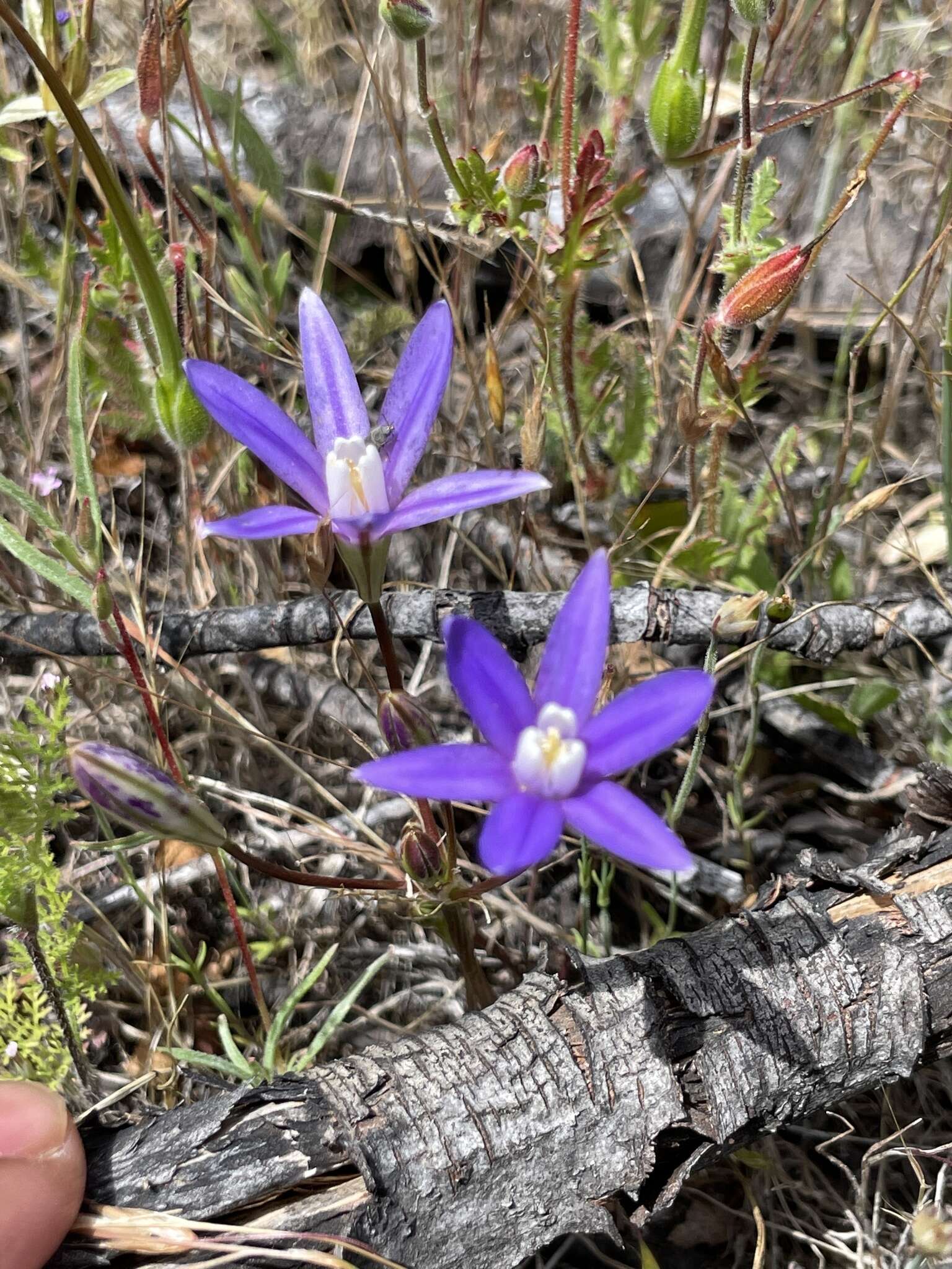 Image of starflower brodiaea