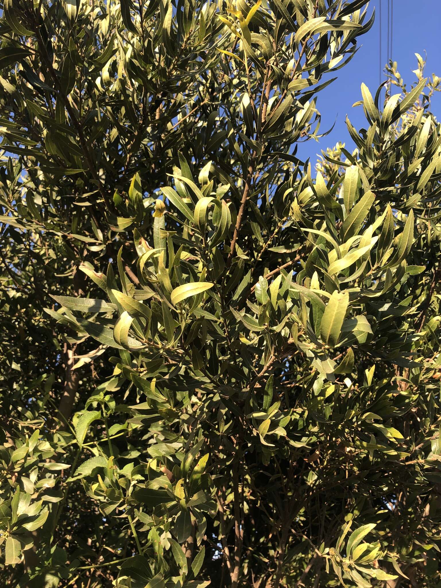 Image of Lance-leaved waxberry