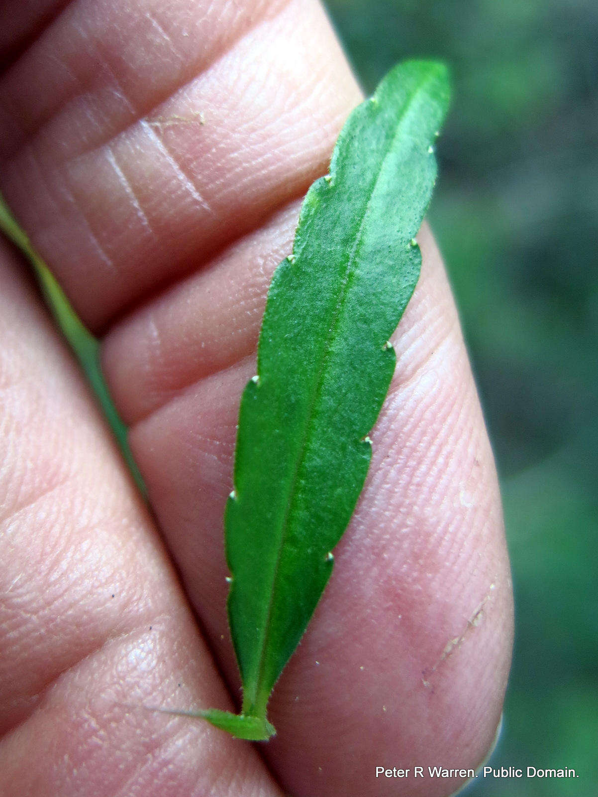 Image of Monopsis stellarioides subsp. stellarioides