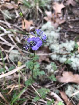 Phacelia maculata Wood的圖片