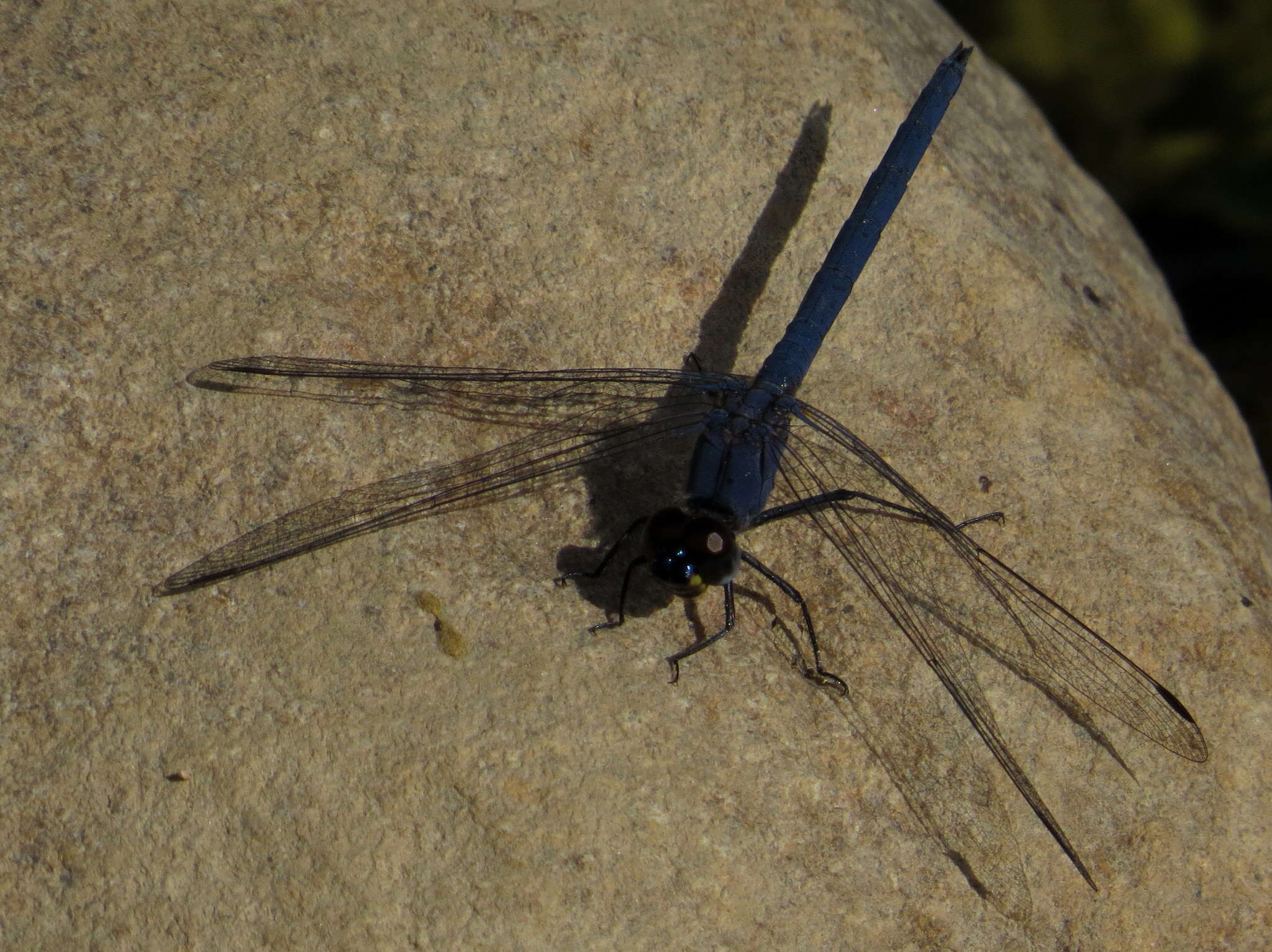 Image of Dark Dropwing