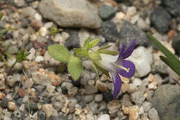 Imagem de Campanula rhodensis A. DC.