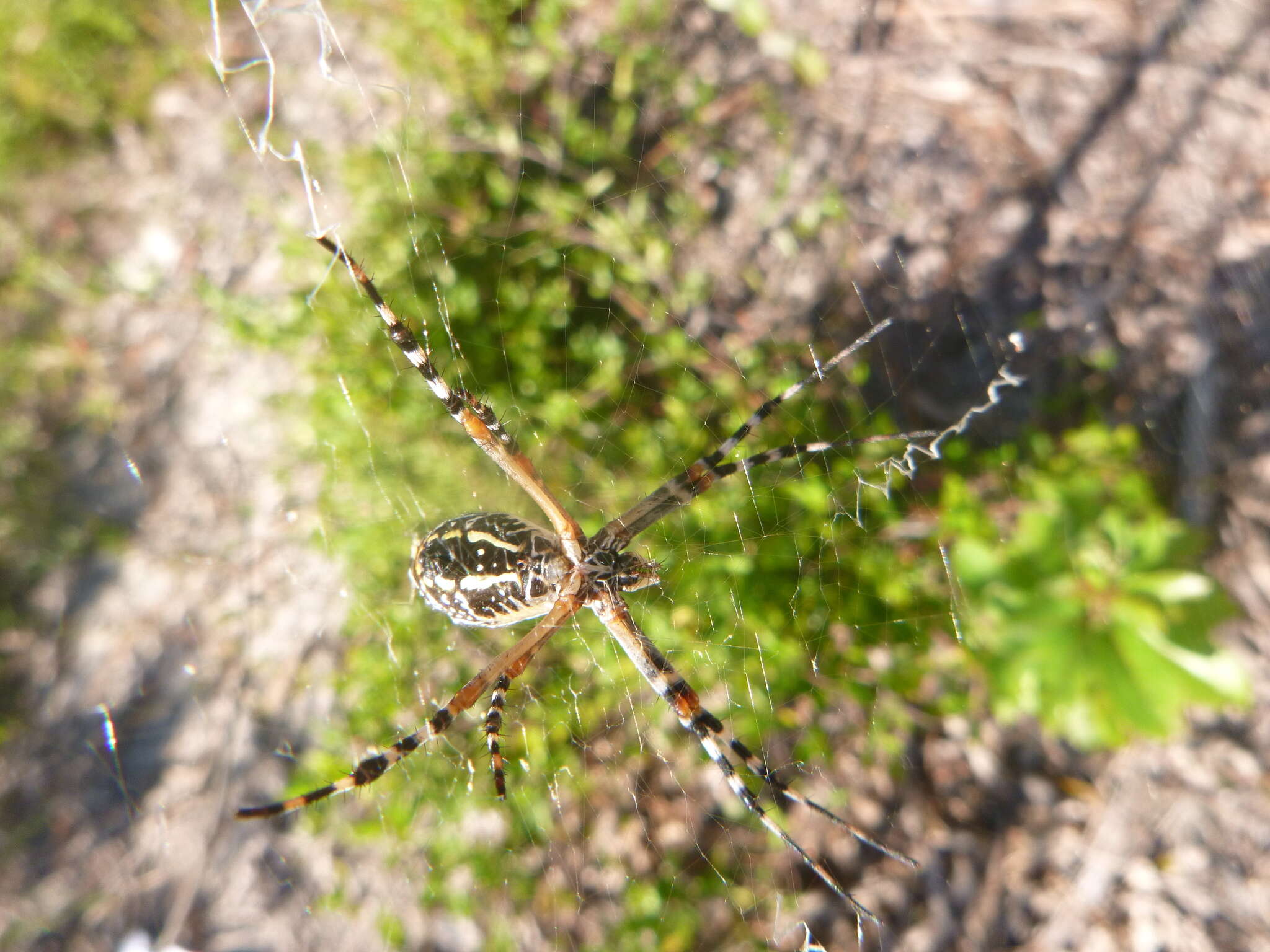 Imagem de Argiope florida Chamberlin & Ivie 1944