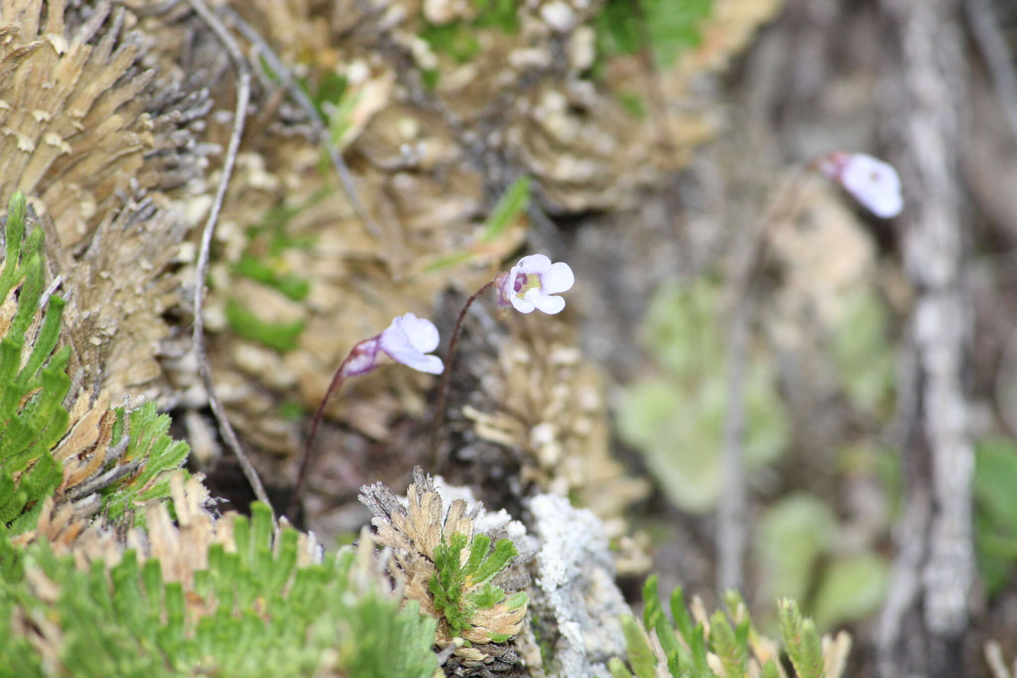 Pinguicula takakii S. Z. Ruiz & J. Rzedowski的圖片