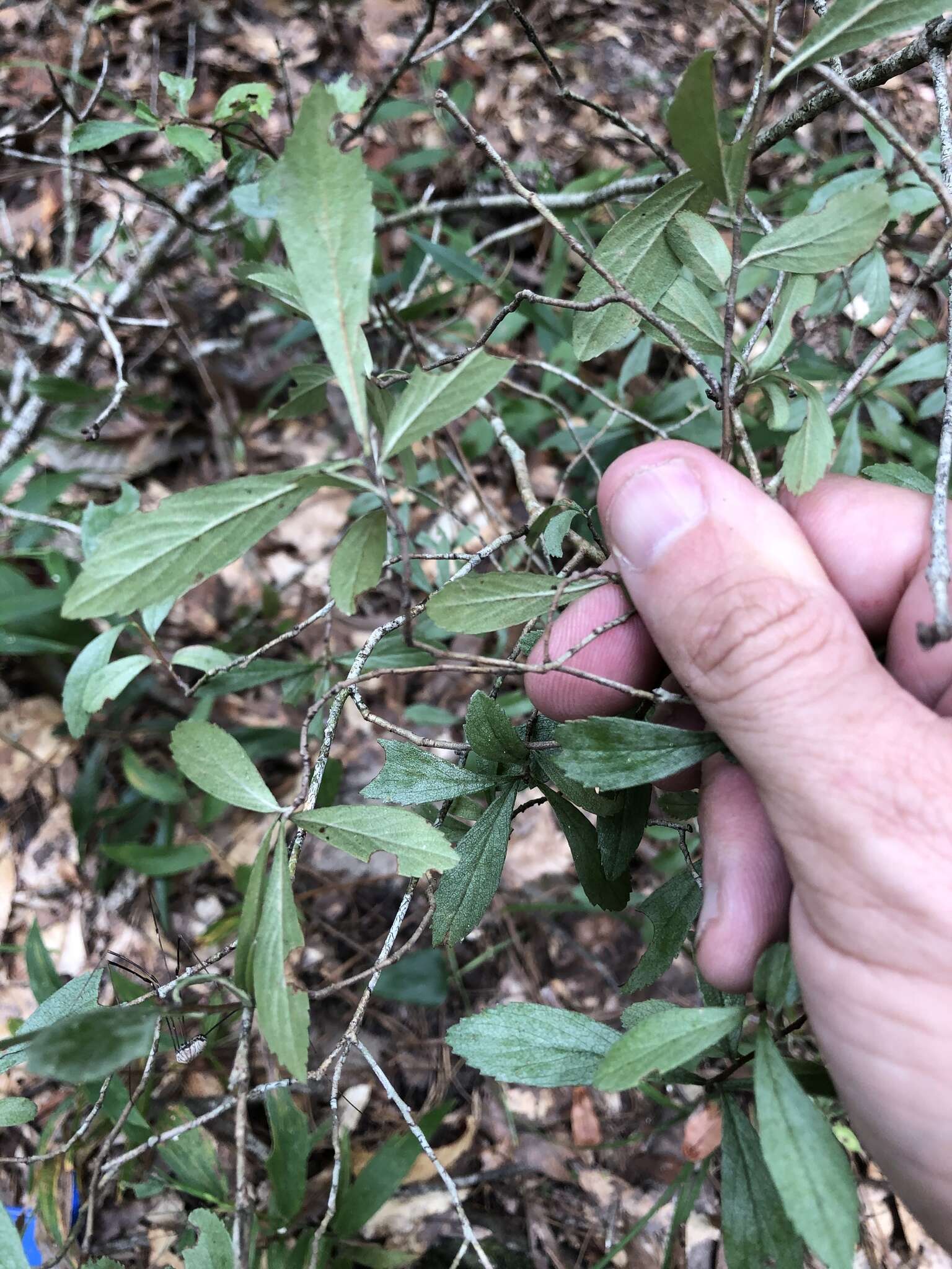 Imagem de Crataegus uniflora Muenchh.