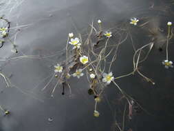 Image of Panarctic Water-Crowfoot