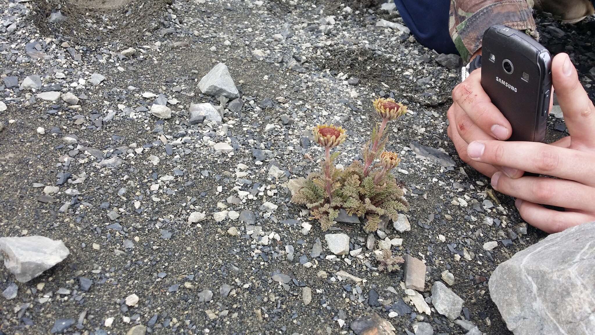 Image of Leptinella dendyi (Cockayne) D. G. Lloyd & C. J. Webb