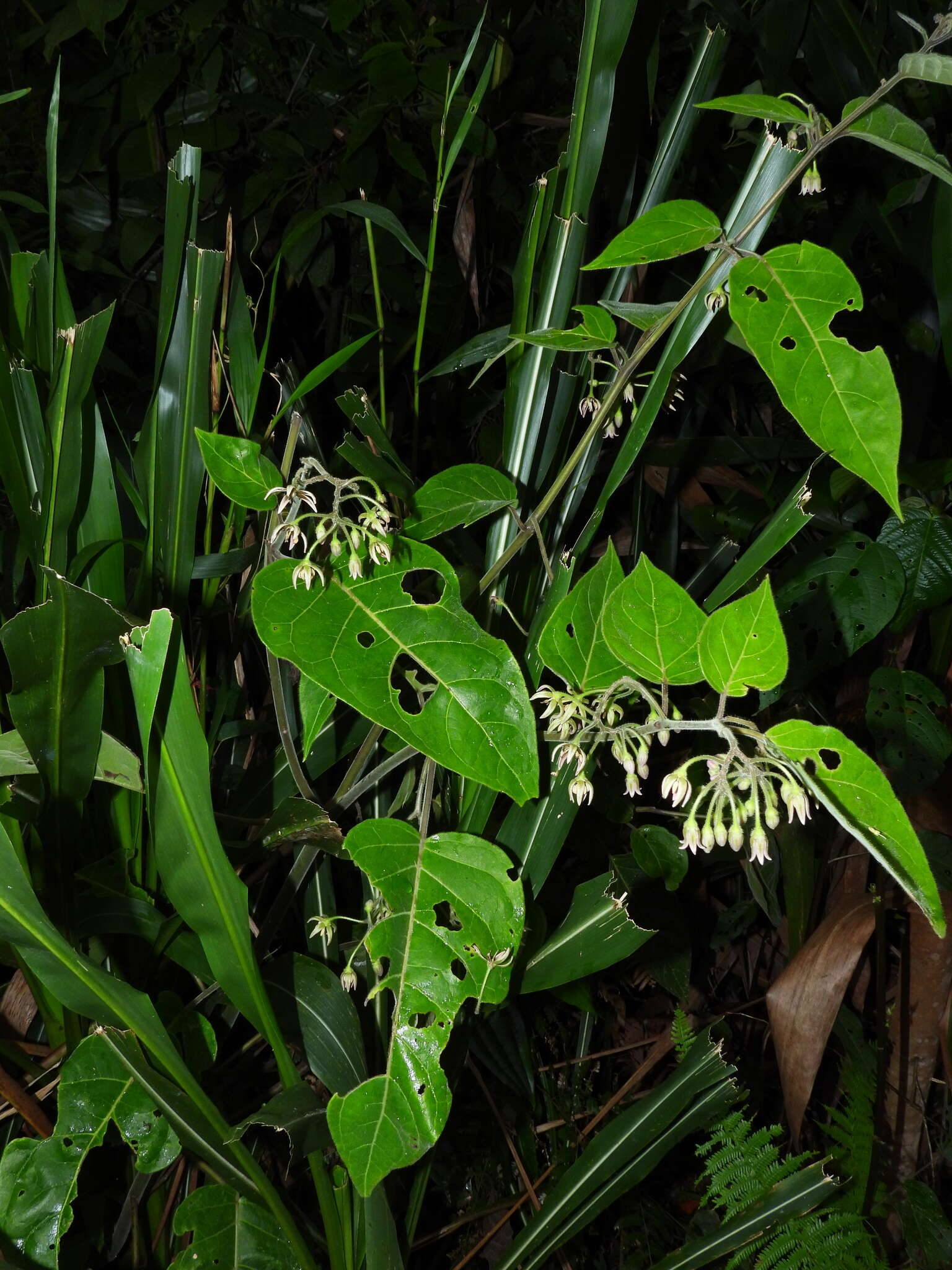 Image of Solanum calidum L. Bohs