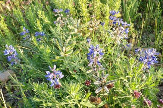 Image of Guadalupe Island lupine