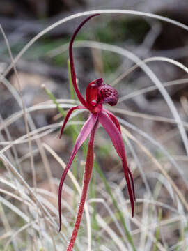 Image of Caladenia clavescens (D. L. Jones) G. N. Backh.