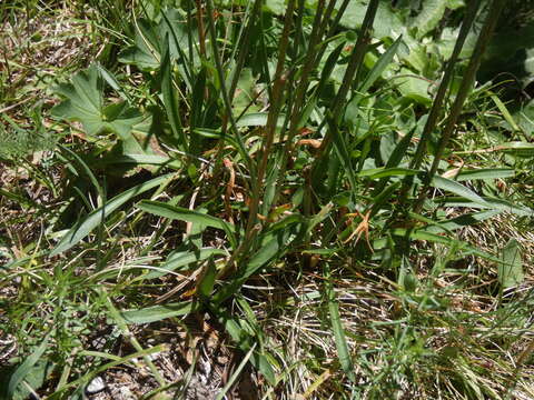 Image of Armeria arenaria (Pers.) Schult.