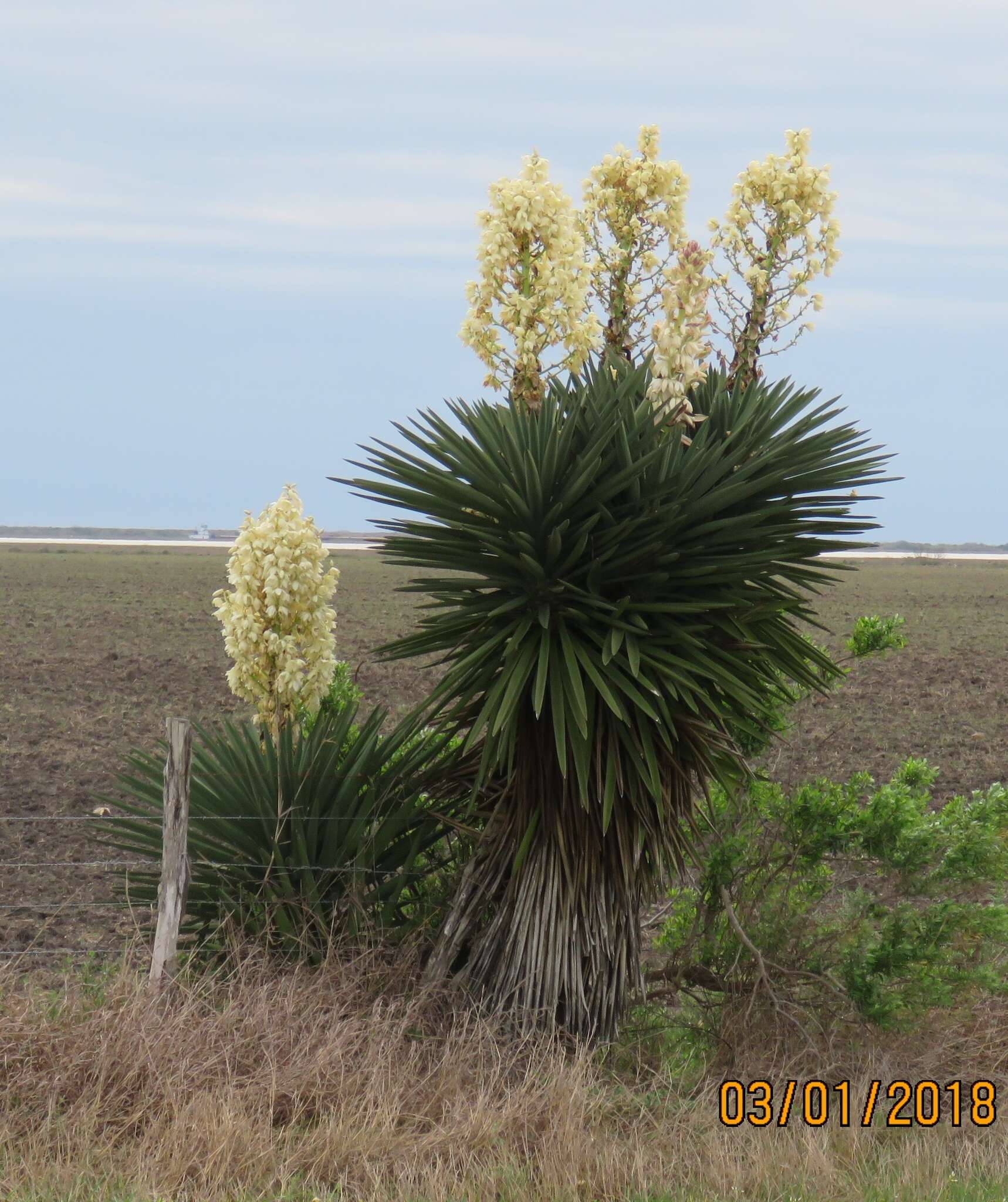 Image of Don Quixote's lace