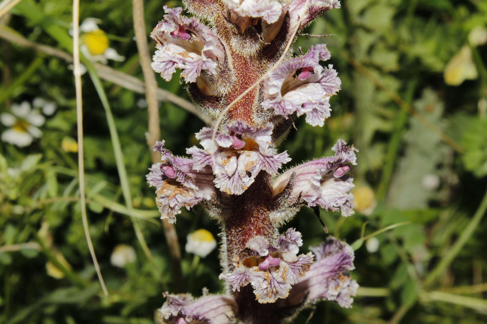 Image de Orobanche crenata Forsskál