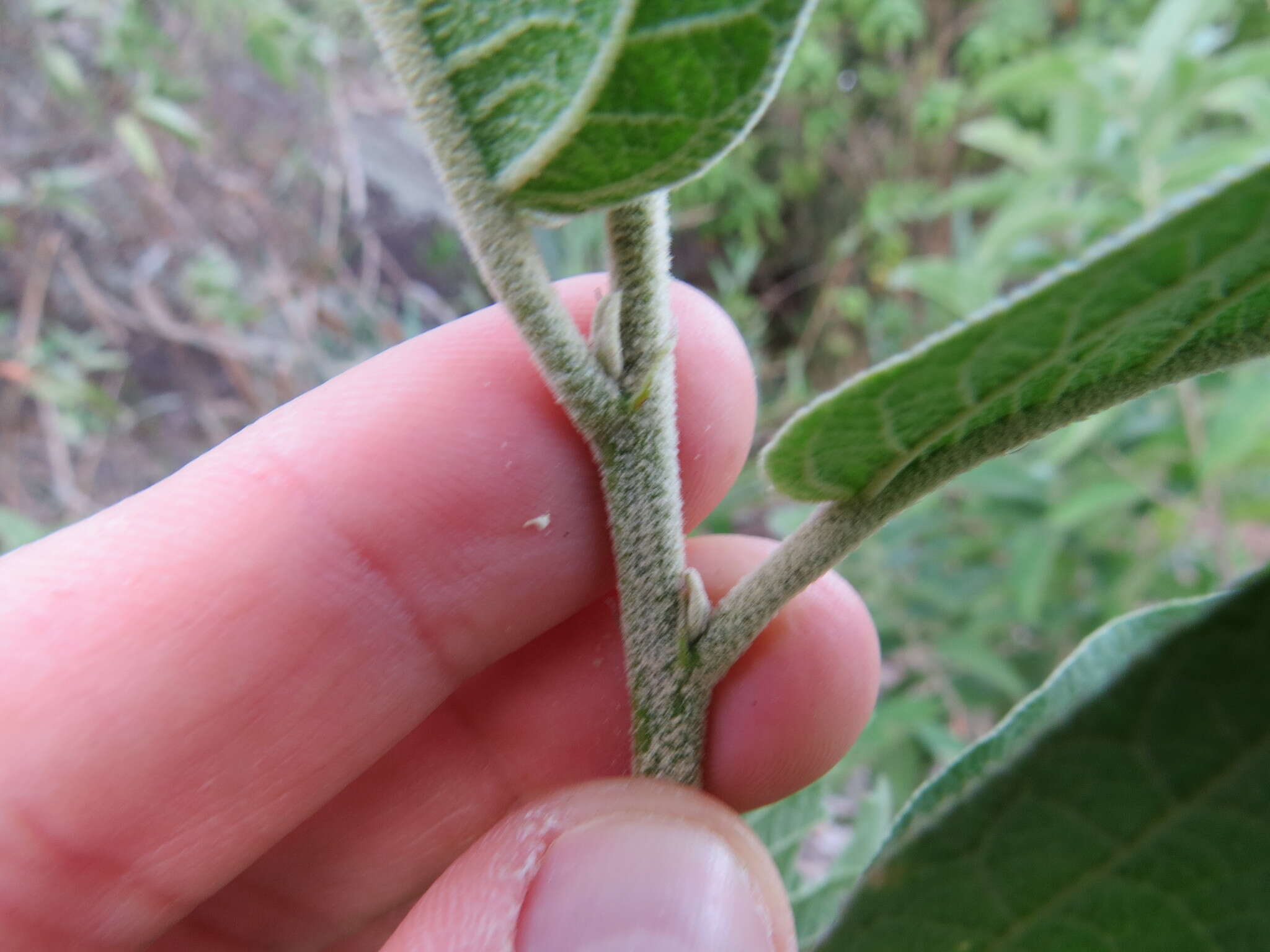 Image of Croton compressus Lam.