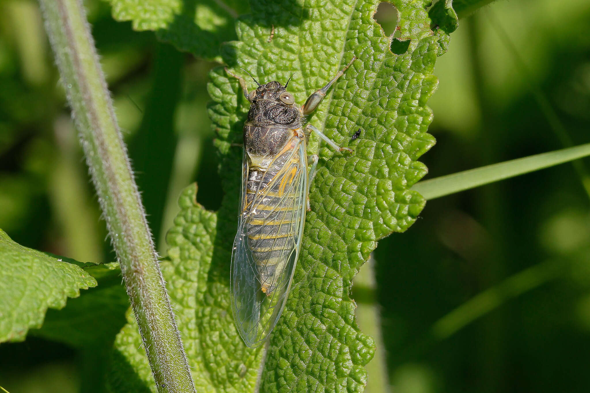 Image of New Forest cicada