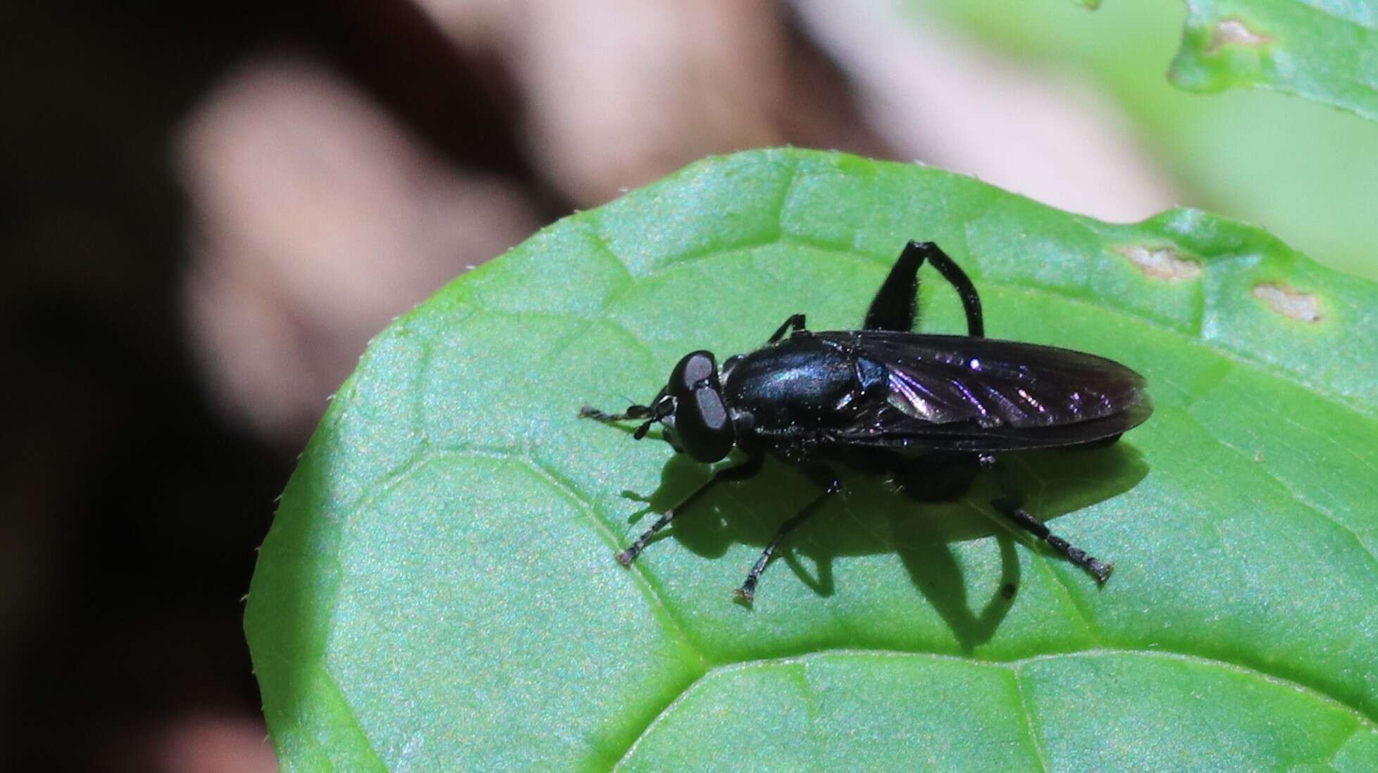 Image of Chalcosyrphus chalybeus (Wiedemann 1830)