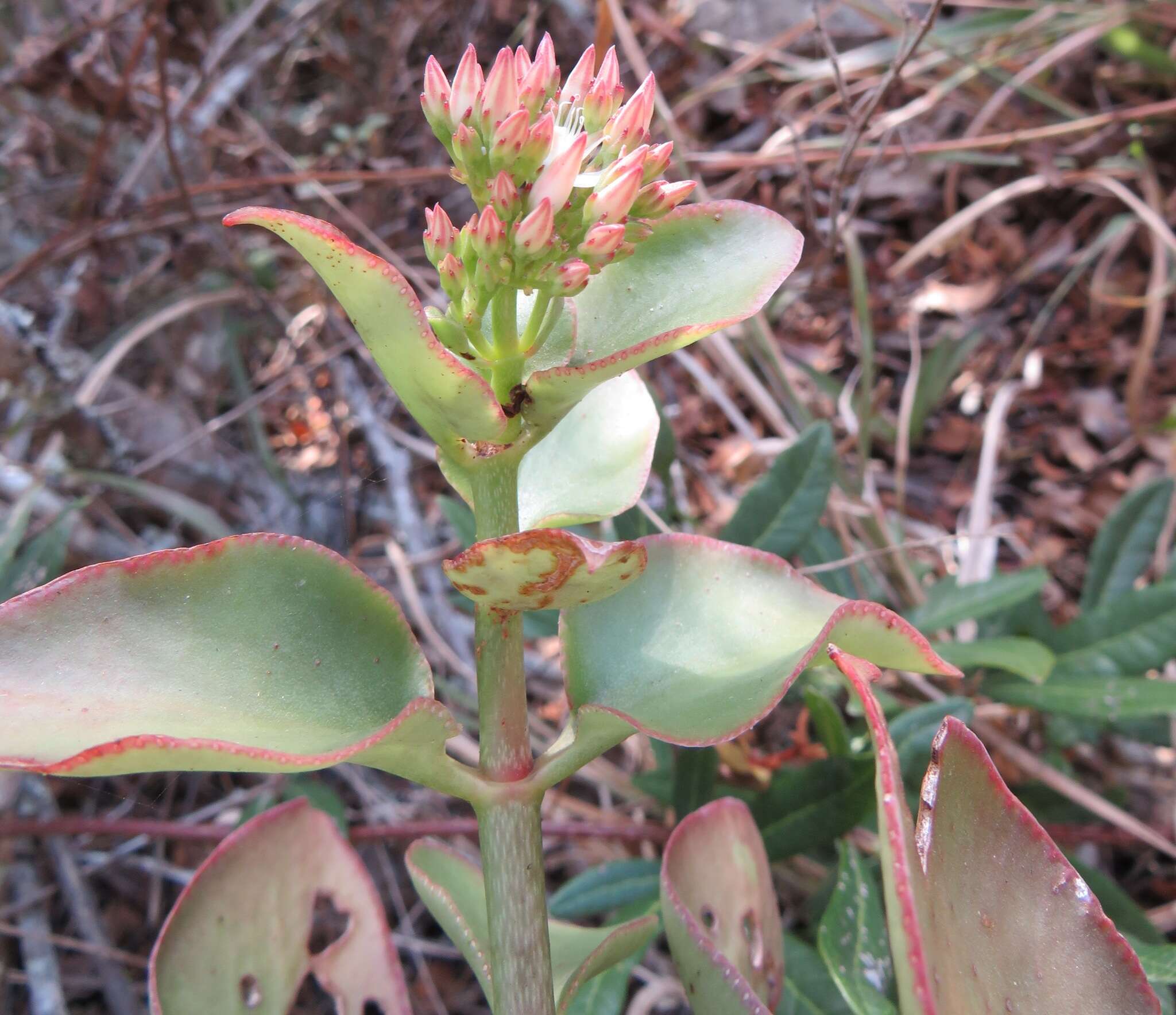 Image of Crassula sarmentosa Harv.