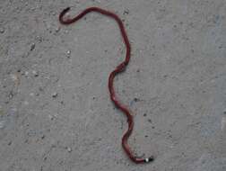 Image of Reinhardt's Burrowing Snake