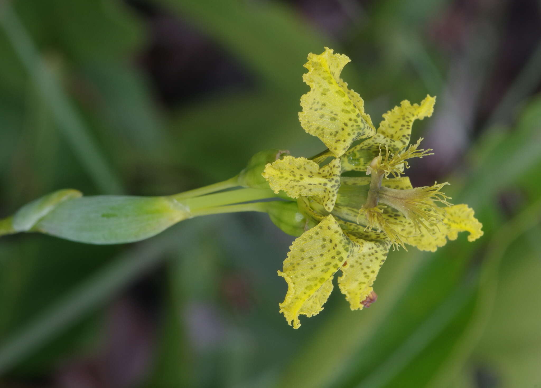 Image of Ferraria welwitschii Baker