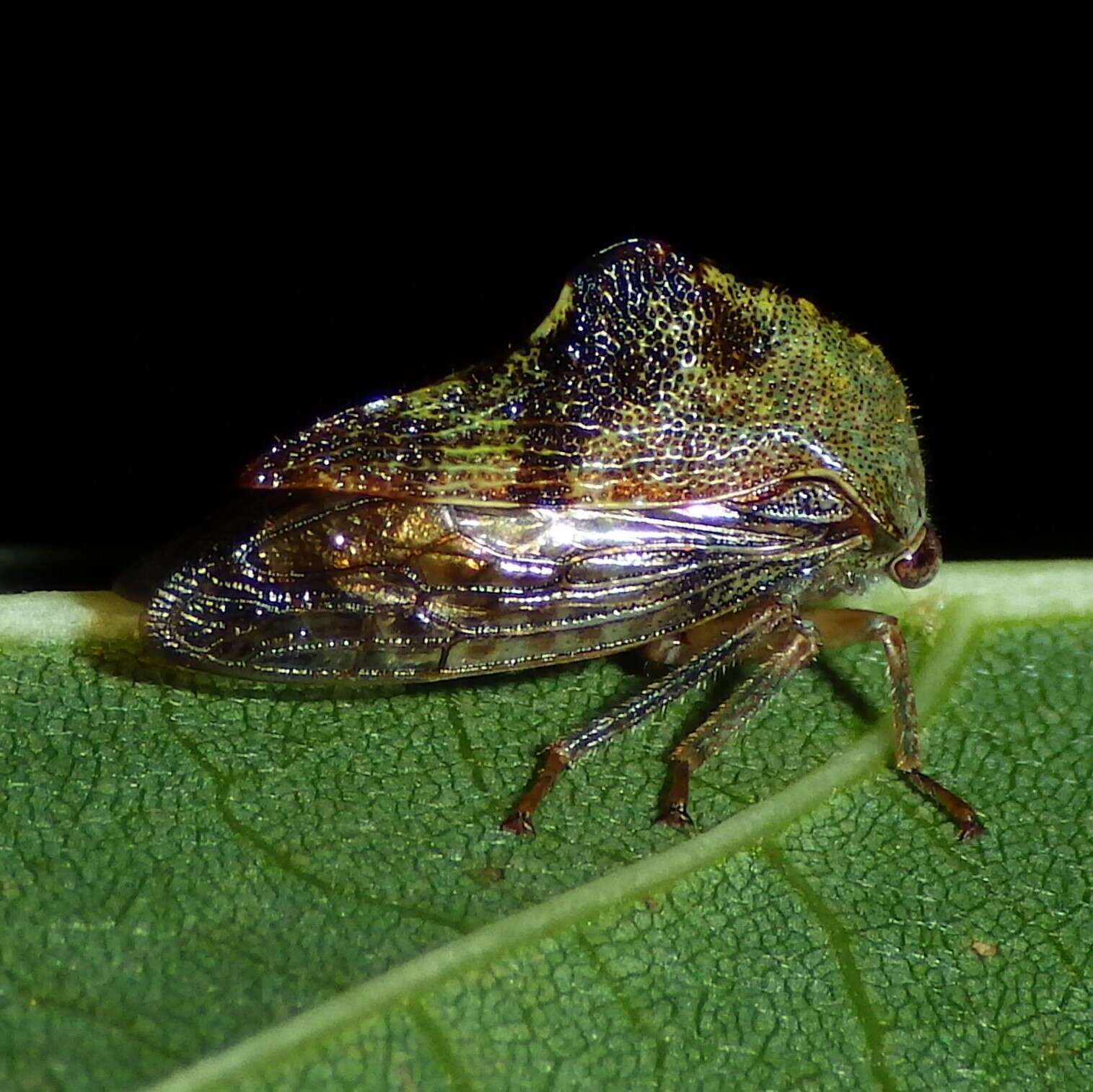 Image of Telamona decorata Ball