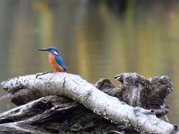 Image of Alcedo Linnaeus 1758