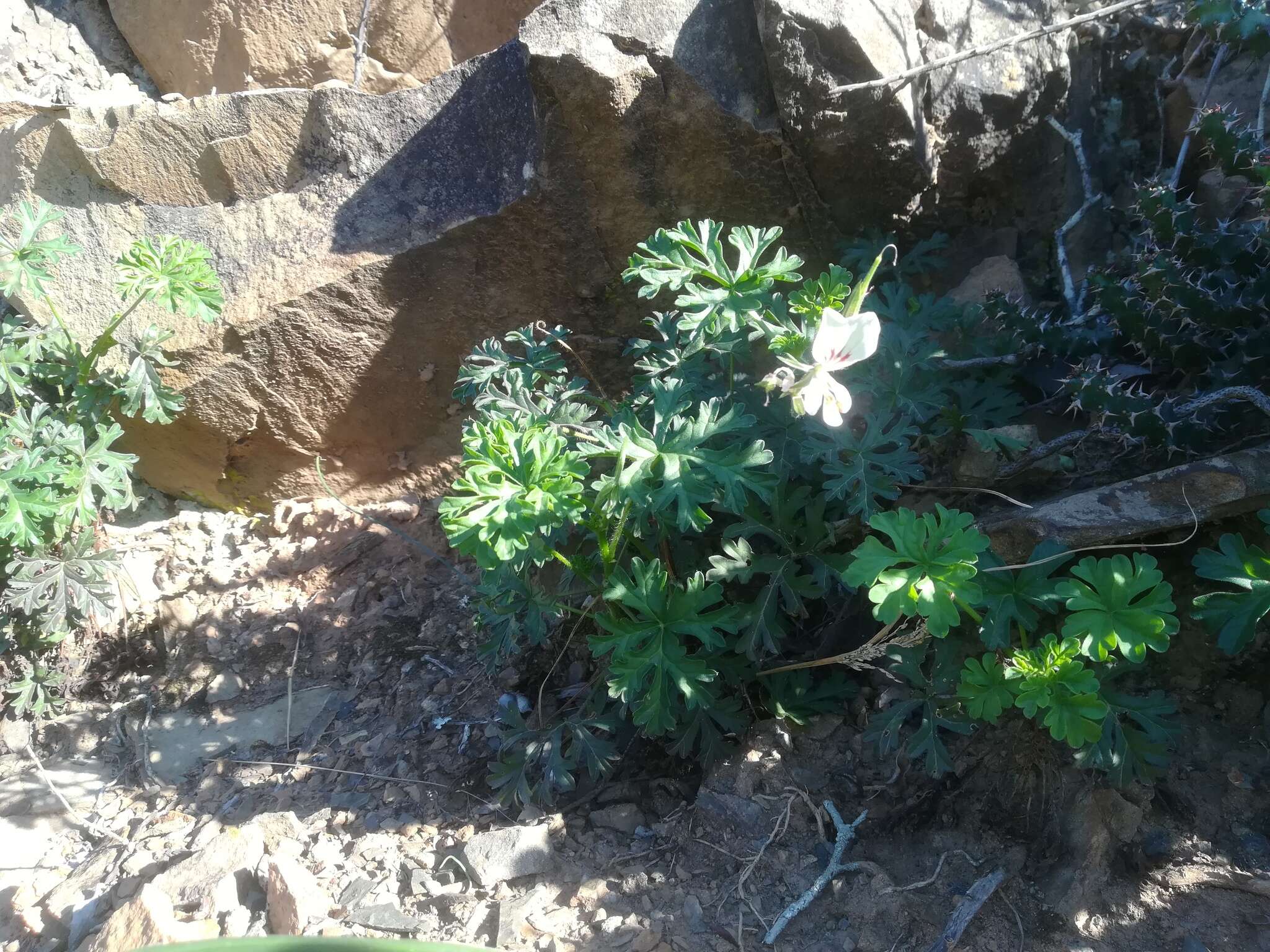 Image of Pelargonium exhibens P. Vorster