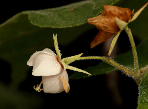 Dombeya pulchra N. E. Br.的圖片