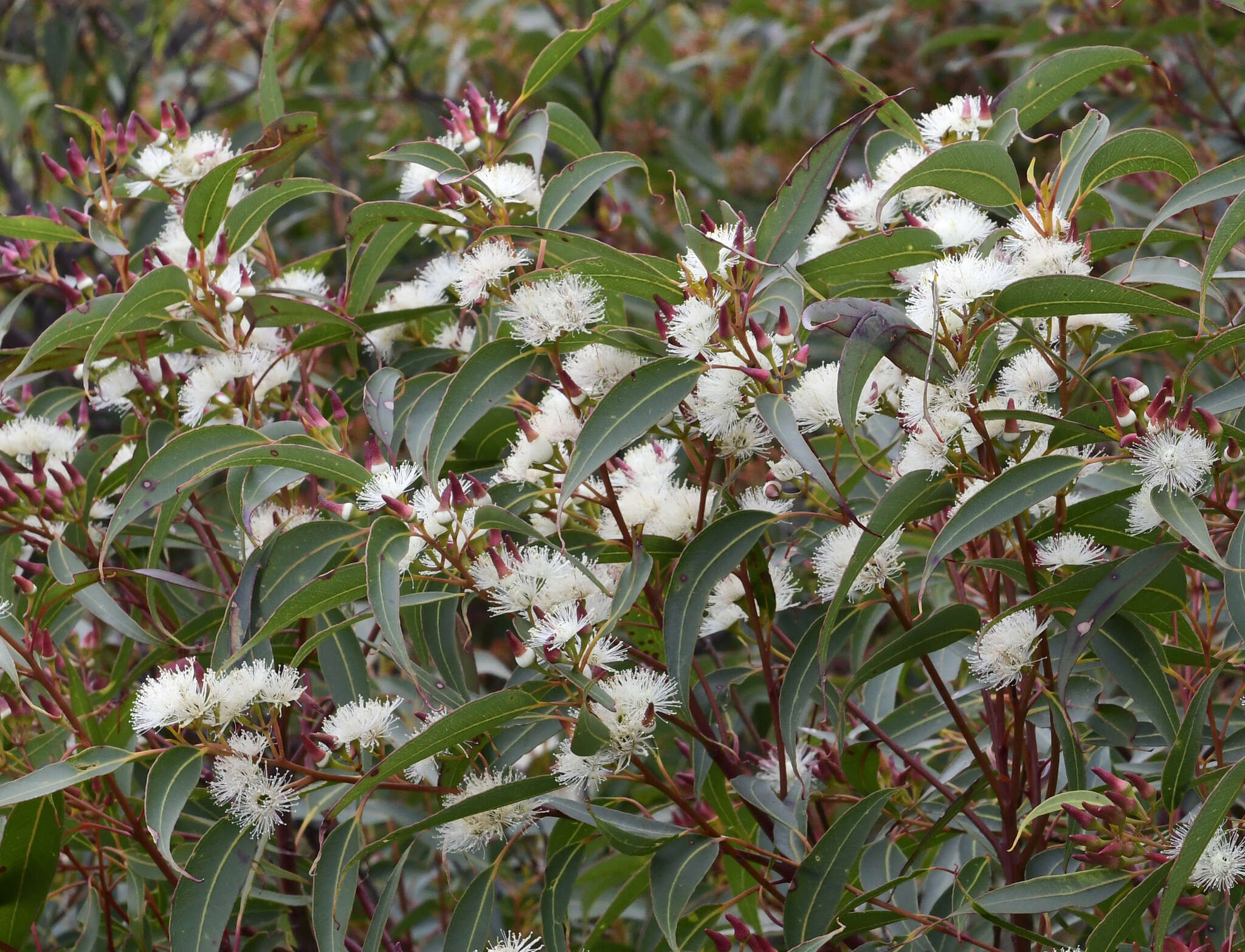 Image of Eucalyptus marginata subsp. marginata