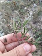 Image of Potentilla astracanica subsp. callieri (Th. Wolf) J. Soják