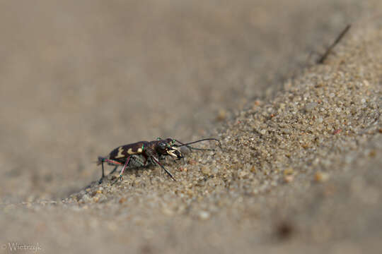 Cicindela (Cicindela) hybrida Linnaeus 1758的圖片