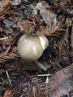 Image of Agaricus deardorffensis Kerrigan 2016