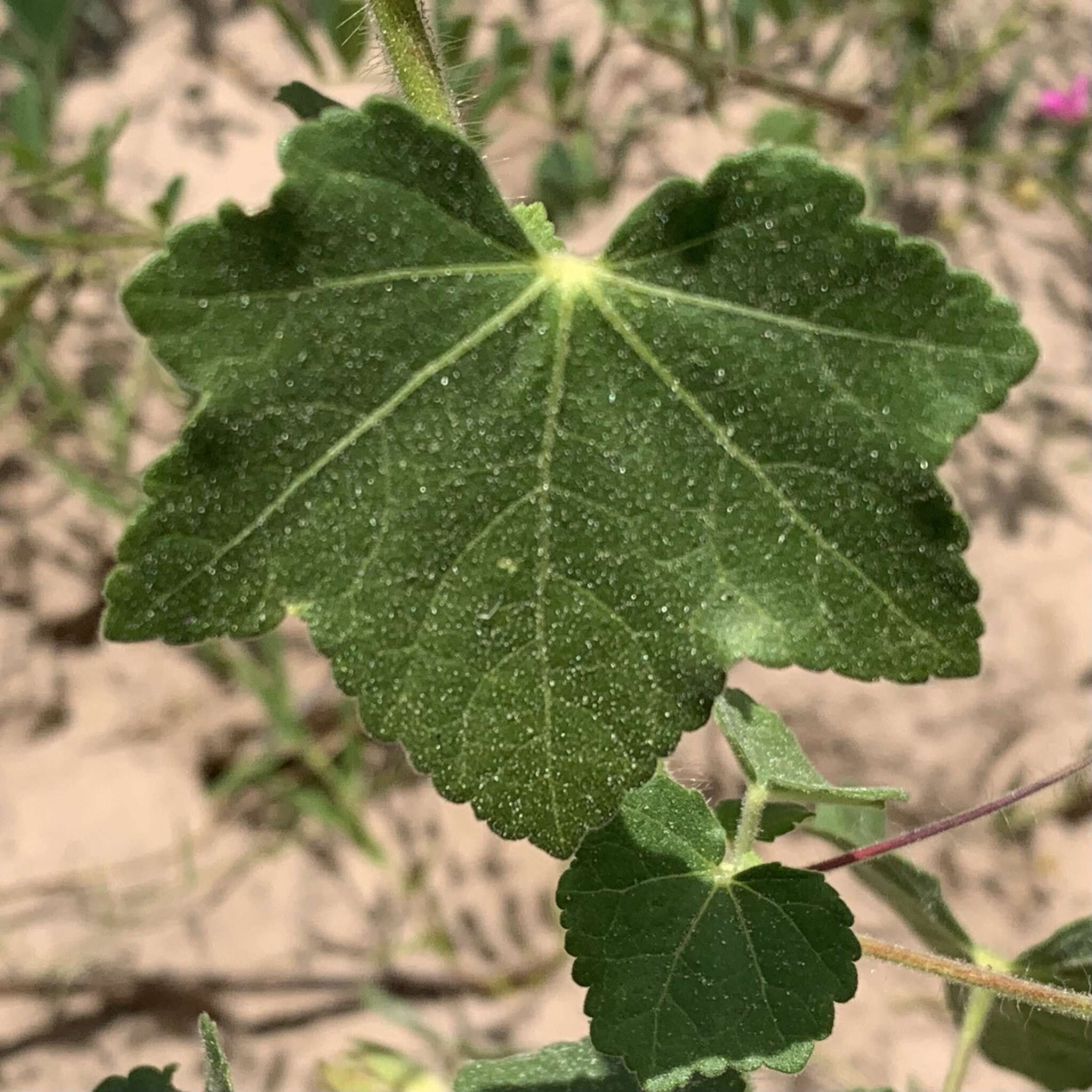 Image of Hibiscus schinzii Gürke ex Schinz