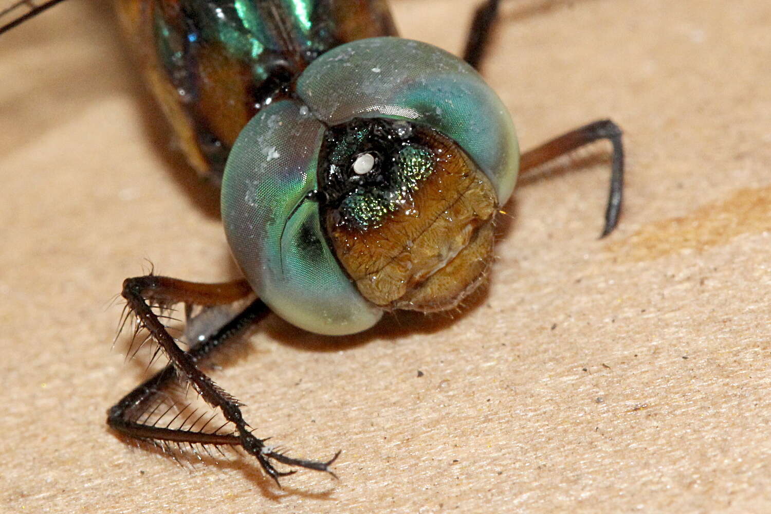 Image of Fat-bellied Emerald