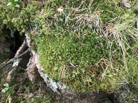 Image of dicranum moss