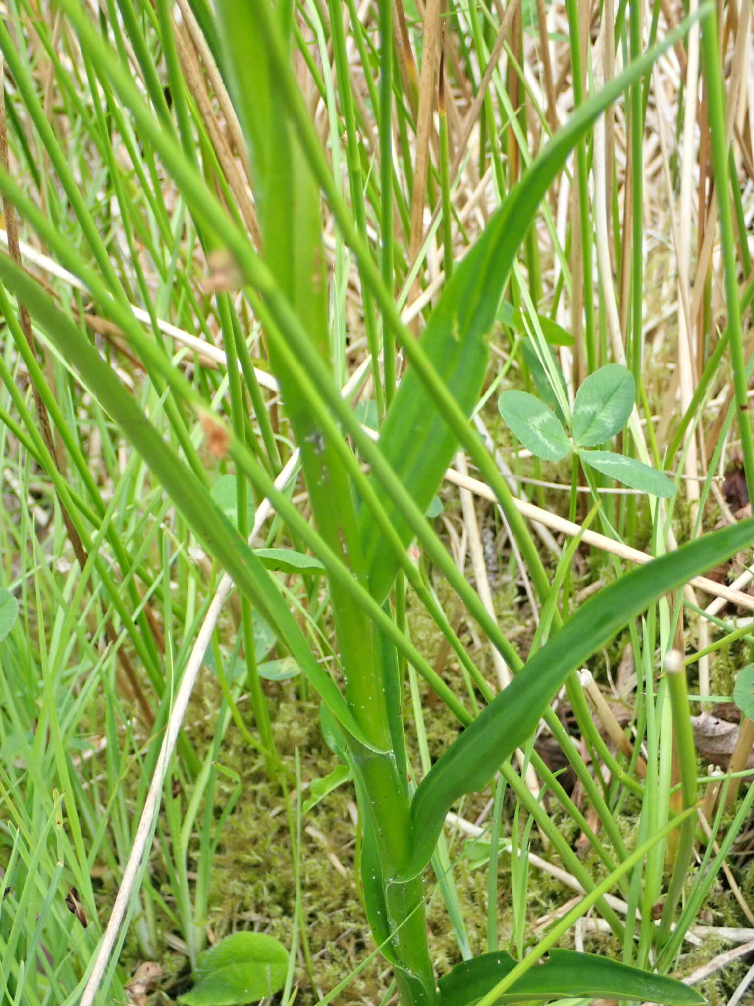 Слика од Platanthera stricta Lindl.