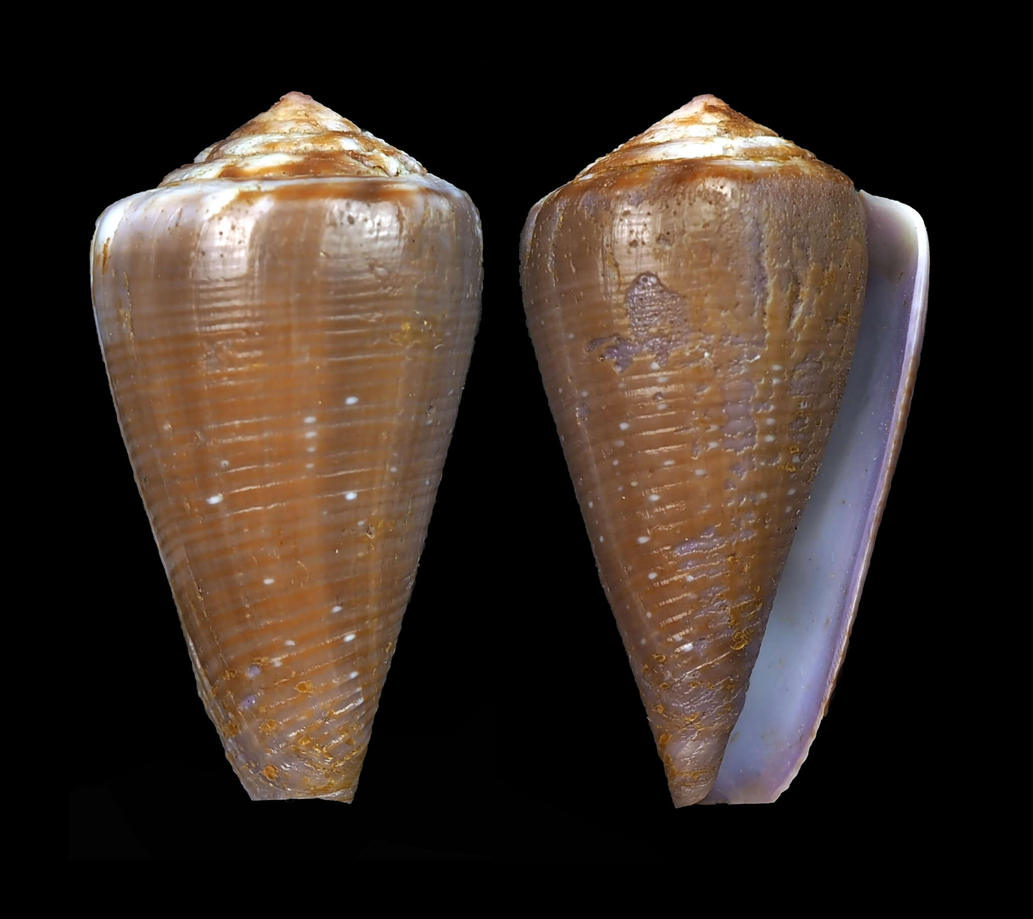 Image de Conus balteatus G. B. Sowerby I 1833