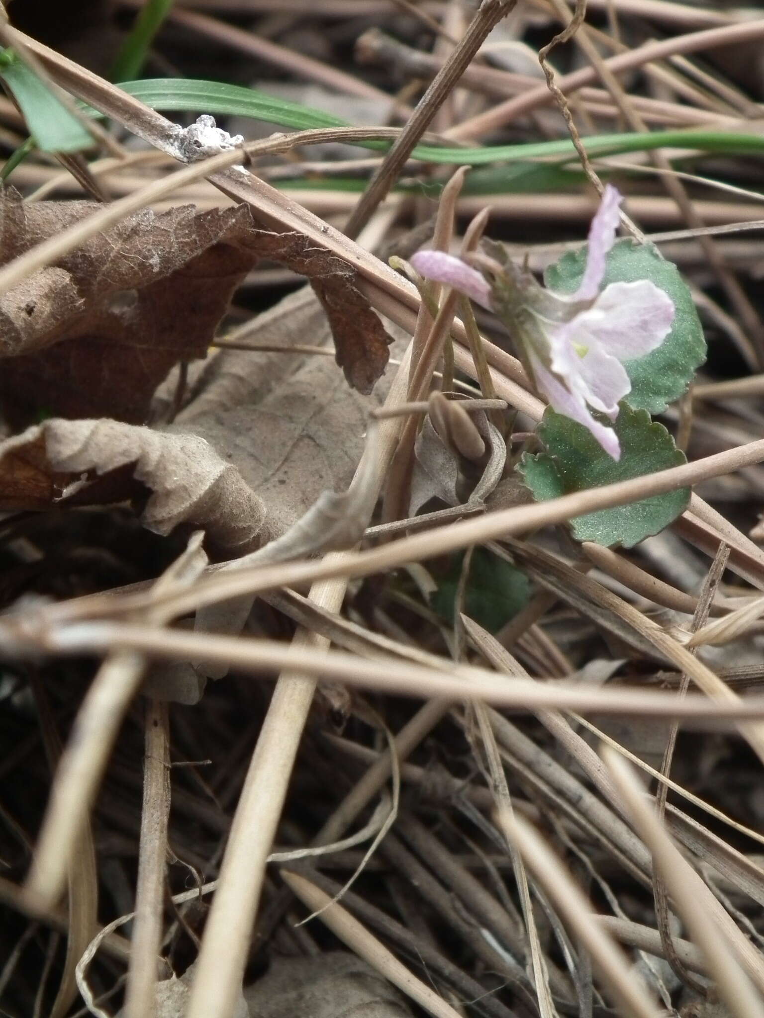 Sivun Viola tenuicornis W. Becker kuva