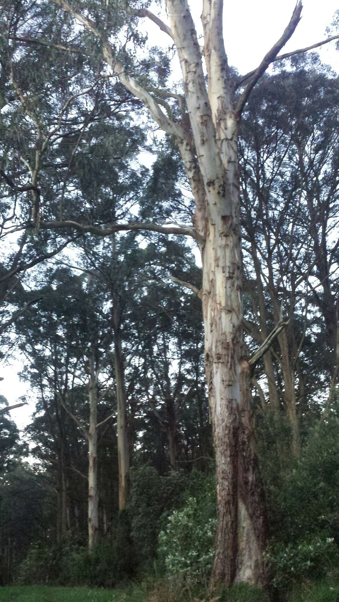 Image of mountain gray gum