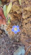 Image of Gentiana laevigata Mart. & Gal.