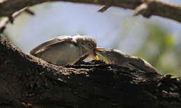 Image of Black-capped Gnatcatcher