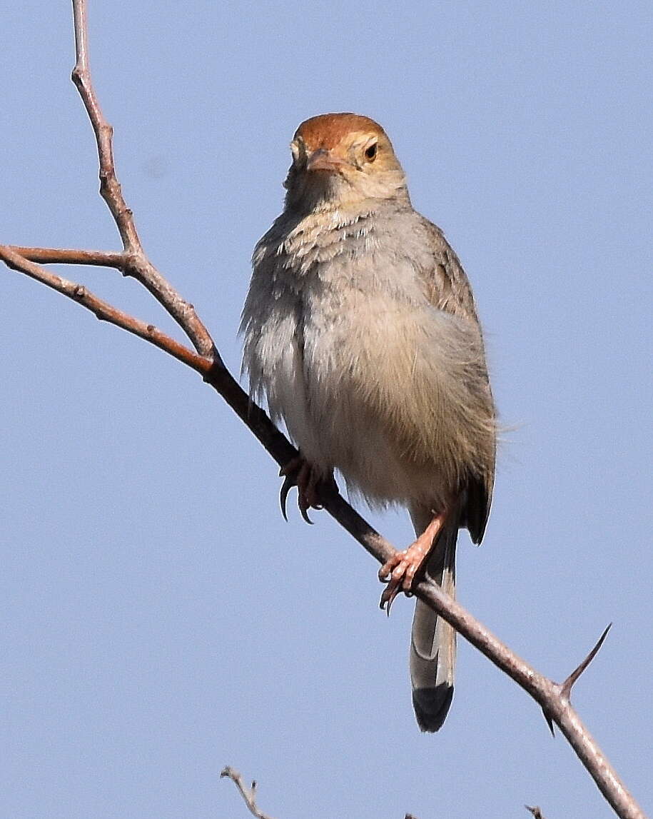 Imagem de Cisticola fulvicapilla ruficapilla (Smith & A 1842)