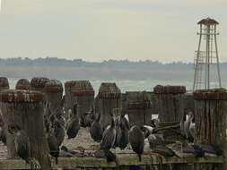 Image of Phalacrocorax punctatus punctatus (Sparrman 1786)