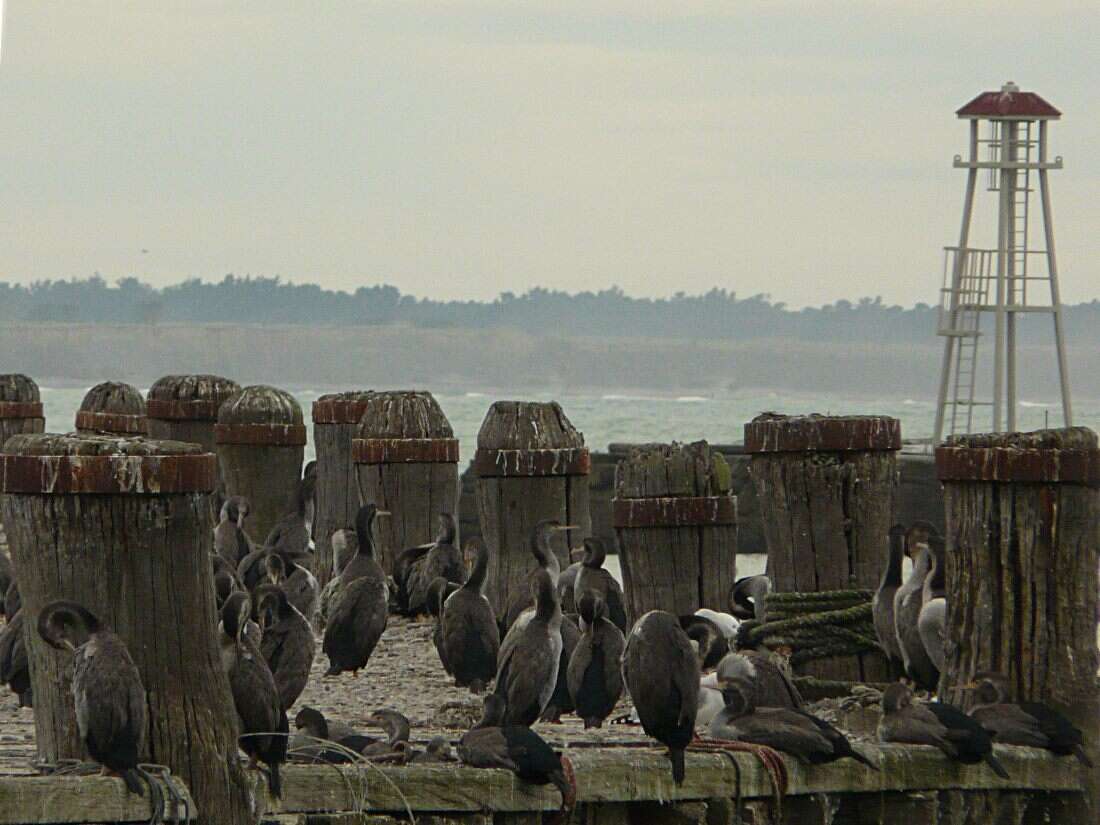 Image of Phalacrocorax punctatus punctatus (Sparrman 1786)