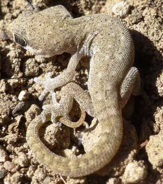 Image of Pachydactylus punctatus Peters 1854