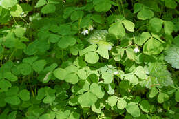 Image of Trillium-Leaf Wood-Sorrel