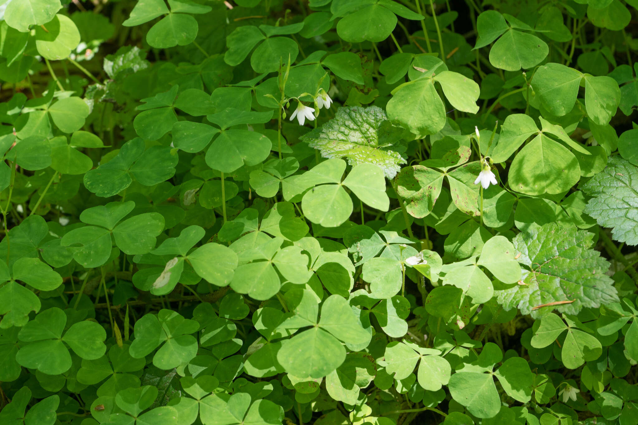 Image of Trillium-Leaf Wood-Sorrel