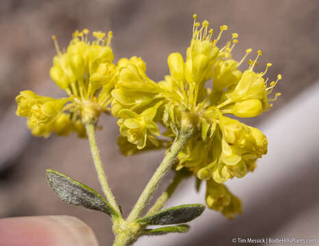 Imagem de Eriogonum umbellatum var. furcosum J. L. Reveal