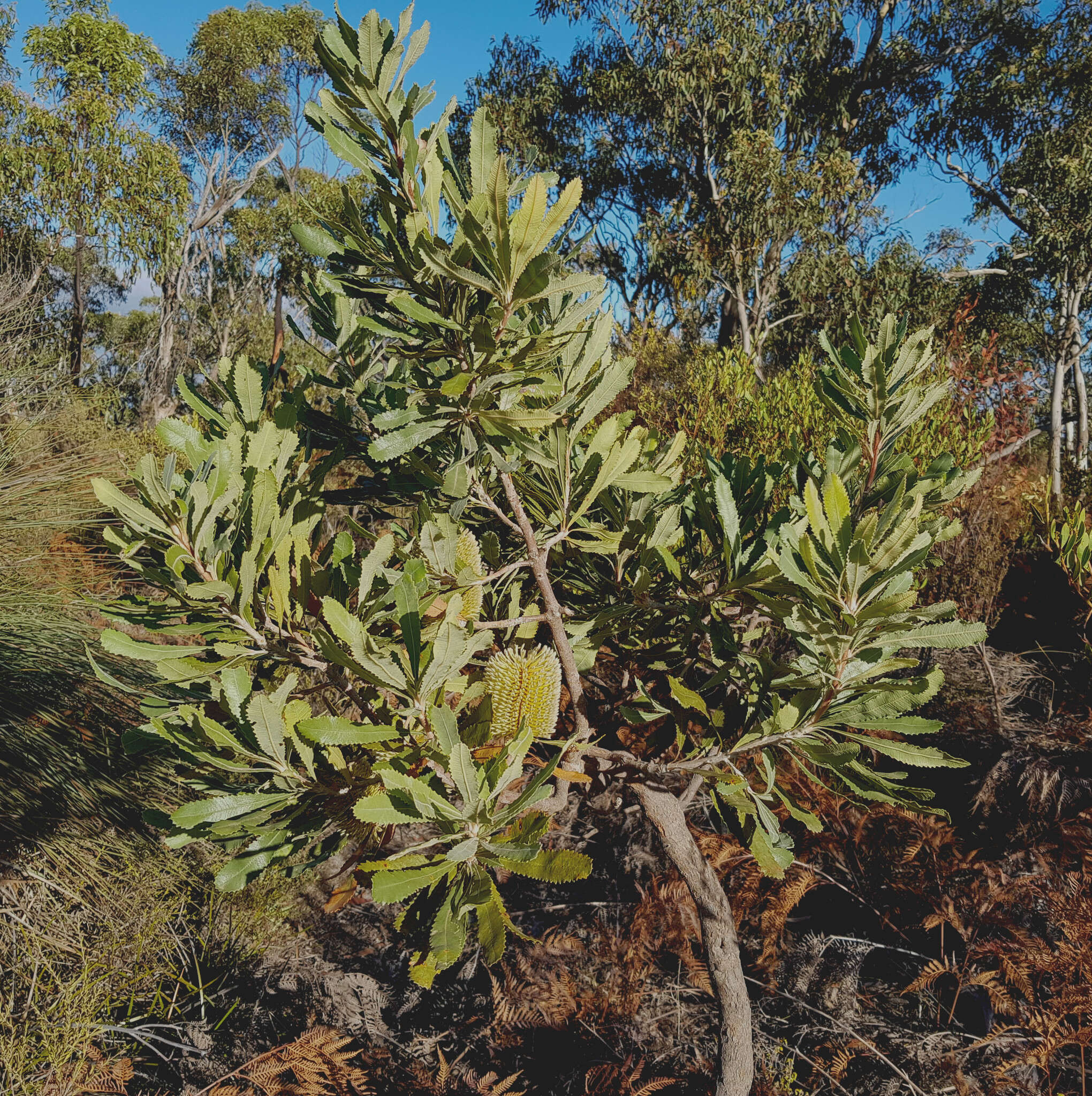 Sivun Banksia ornata F. Müll. ex Meissn. kuva